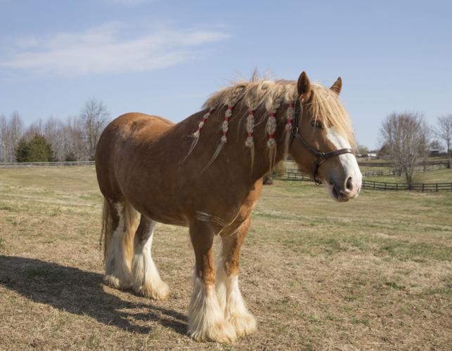 Spotsylvania horse farm specializes in rare Gypsy Cob breed, the