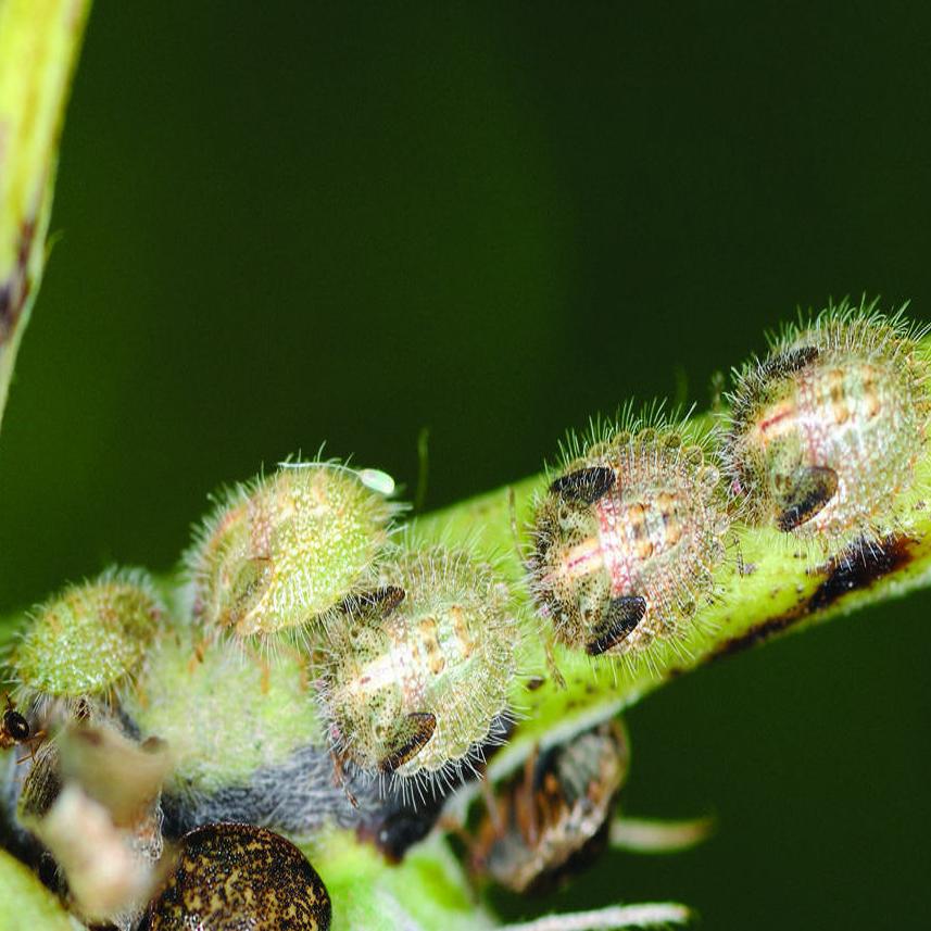 Kudzu Bugs Spread Into Washington Area State Region Fredericksburg Com