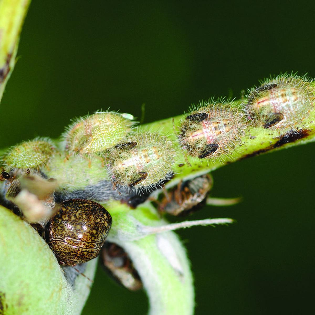 Kudzu Bugs Spread Into Washington Area State Region Fredericksburg Com