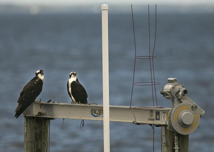 Colonial Beach festival celebrates return of osprey