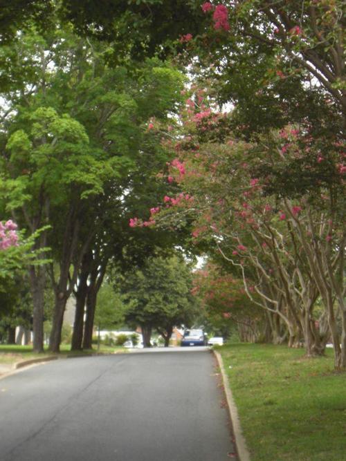 PHOTO: Crepe myrtles