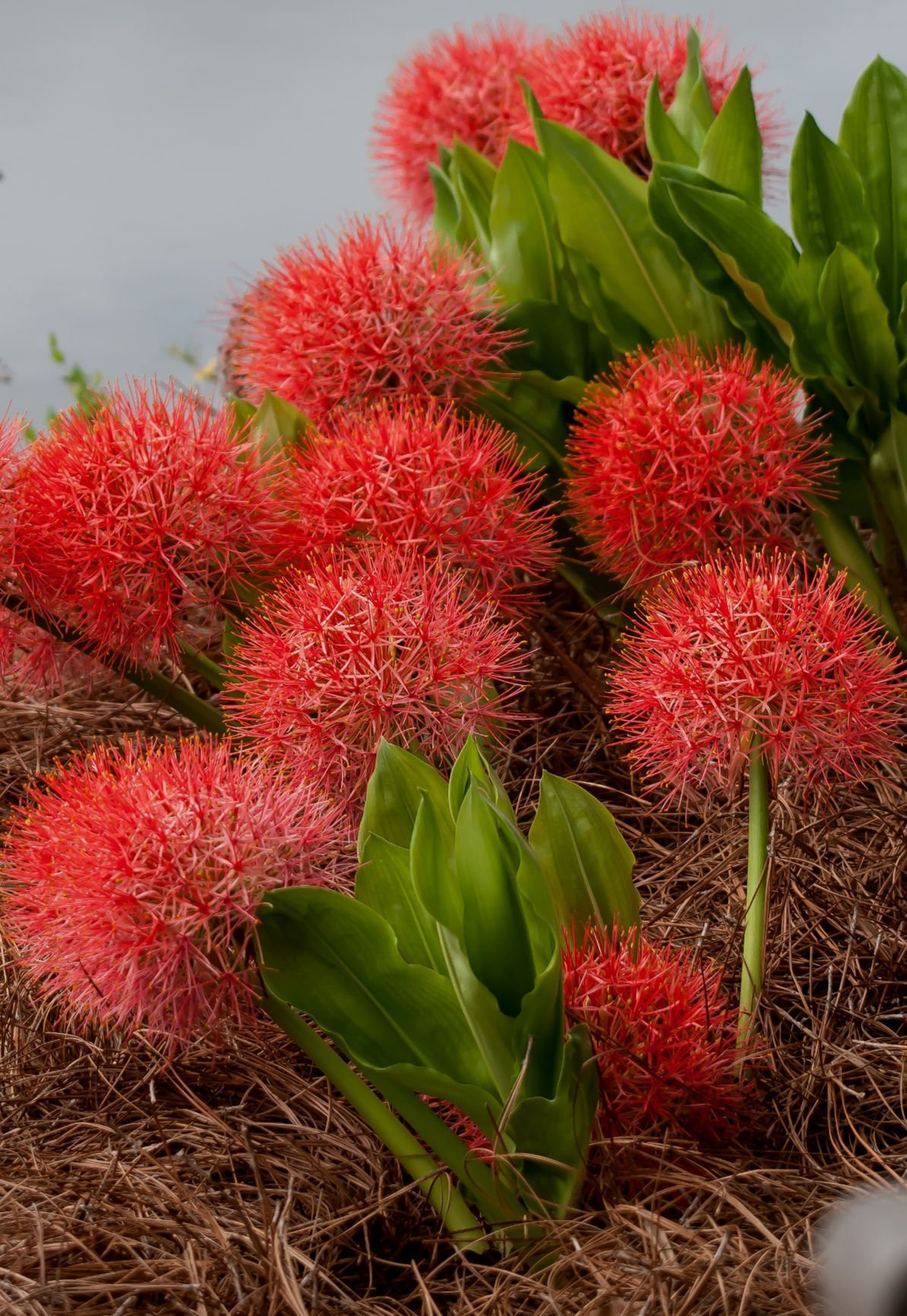 On Gardening: African blood lily, most stunning of all bulbs | House ...