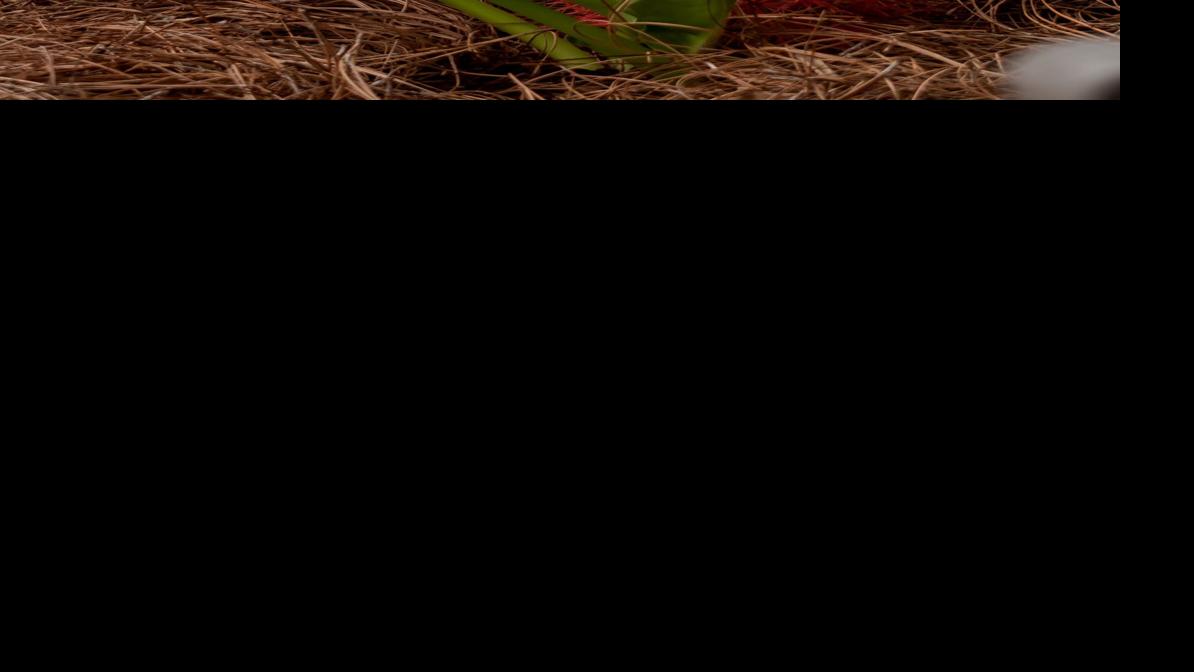 On Gardening African blood lily, most stunning of all bulbs House