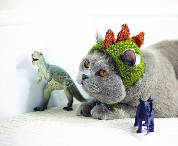 Up your cat's cute factor with 'Cats in Hats