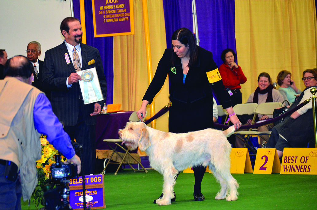 Fredericksburg dog earns select ribbon at Westminster Kennel Club show