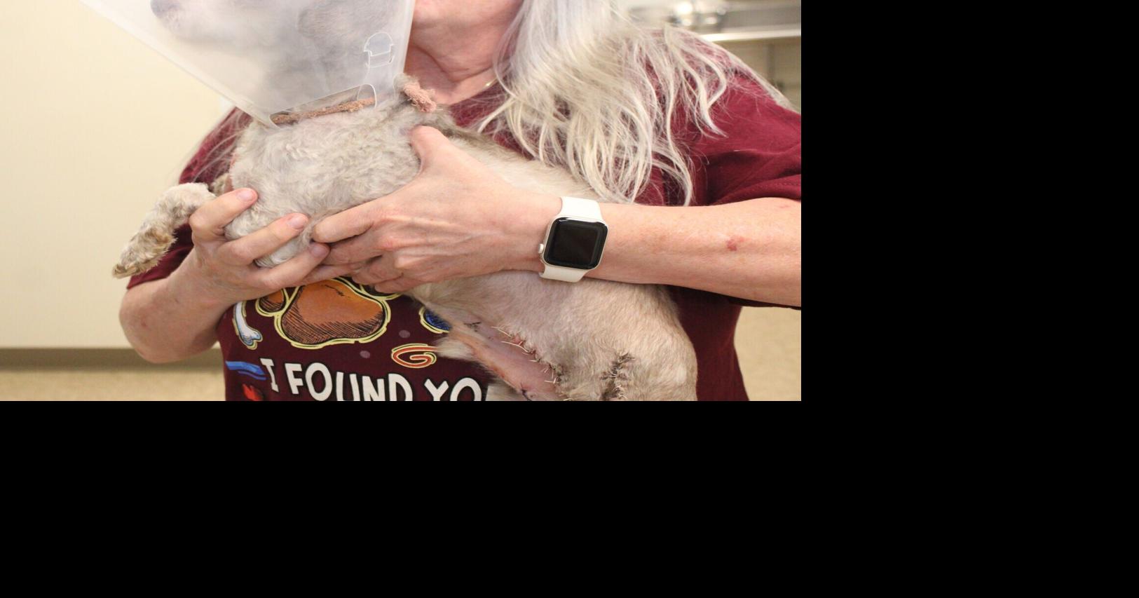 ‘Tumultuous’ year noted in Danville Area Humane Society annual report