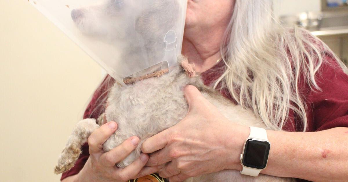 ‘Tumultuous’ year noted in Danville Area Humane Society annual report