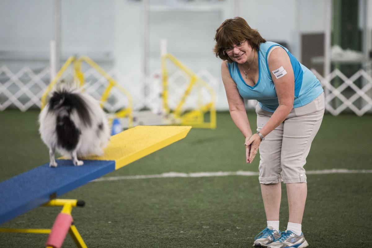 Photo Gallery Kennel Club Agility Trials