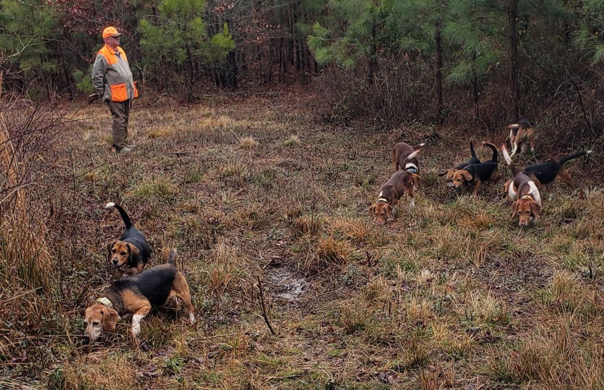 Beagles