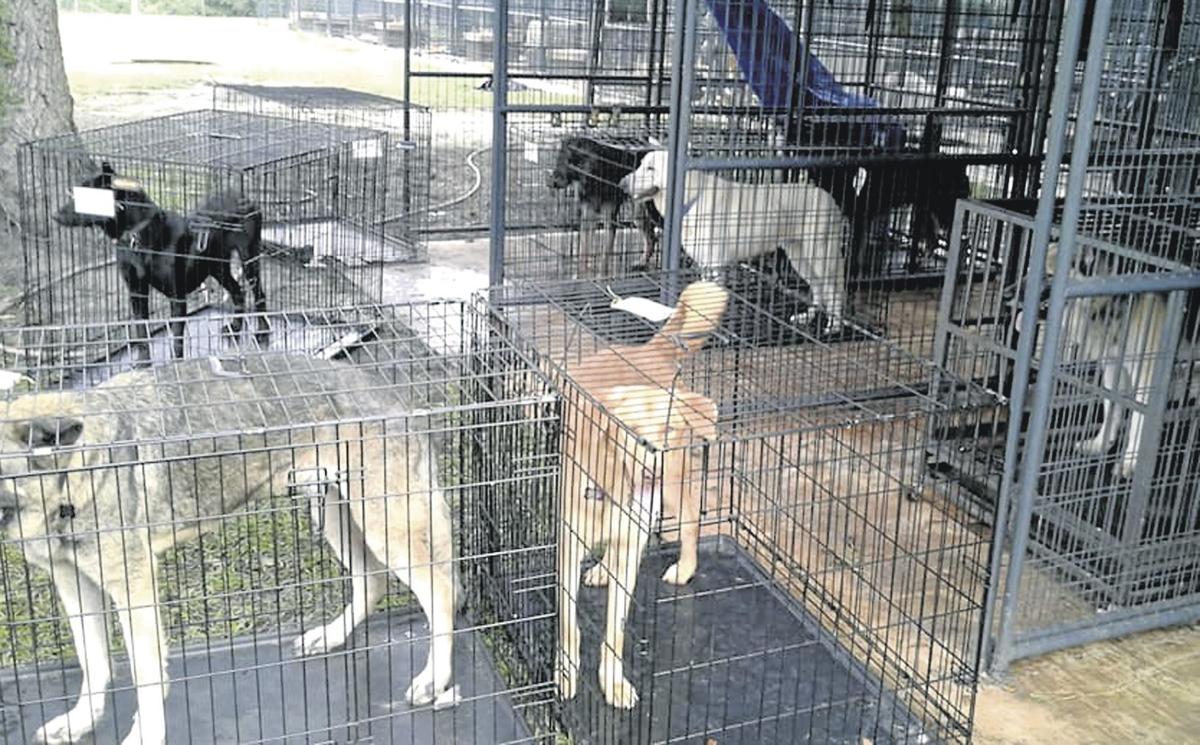 Southwest Virginia man helps relocate dogs from path of ...