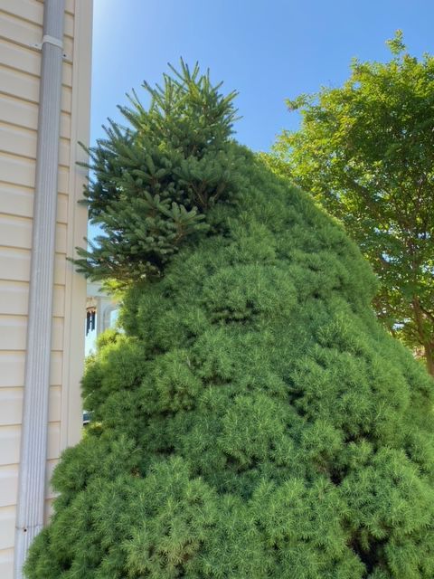 IN NATURE: Witches broom catches homeowners off guard
