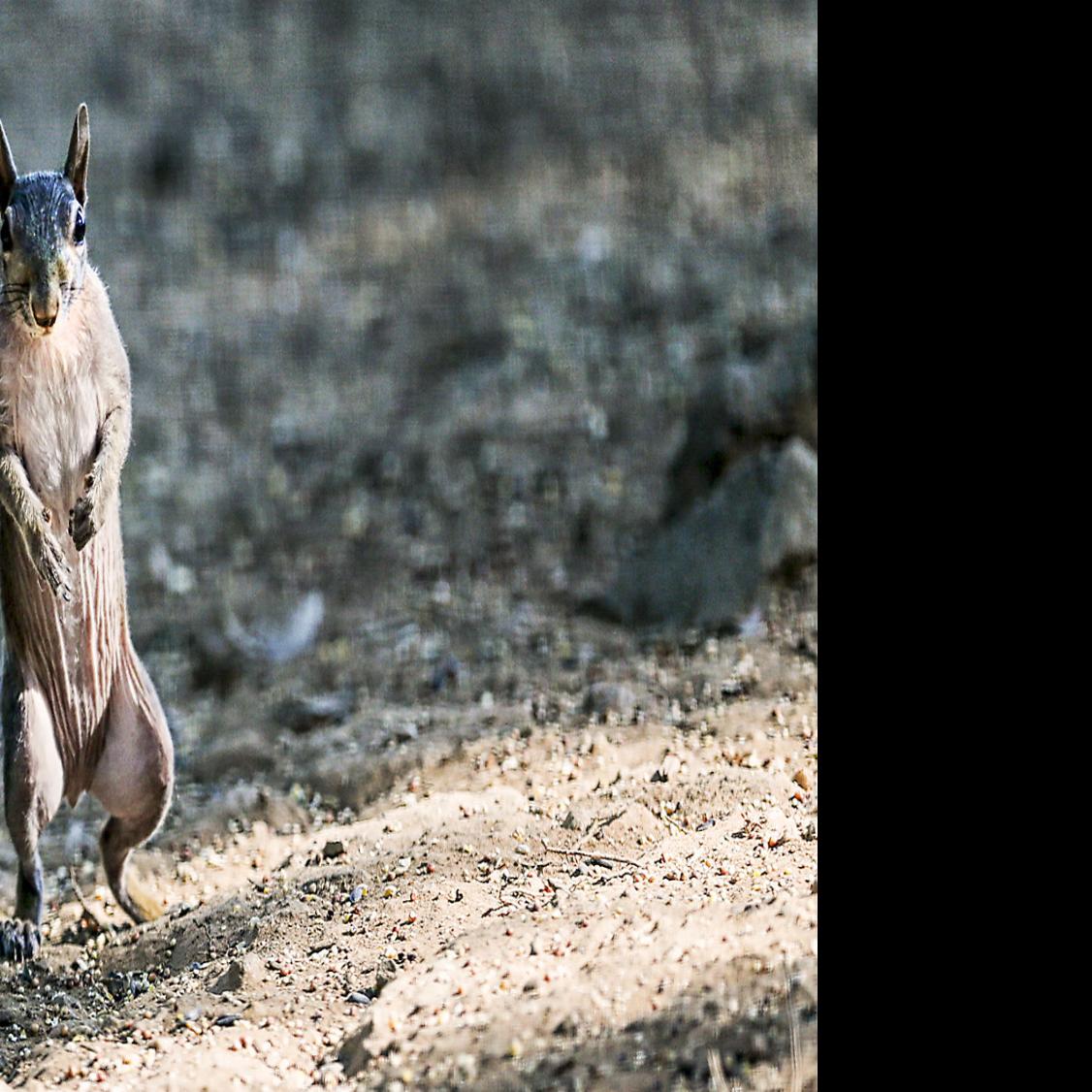 Rare Hairless Squirrel Takes Up With Stafford Nature Lover Local