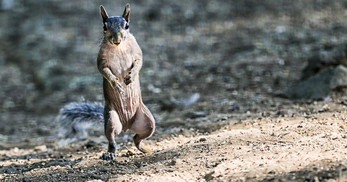 Rare hairless squirrel takes up with Stafford nature lover