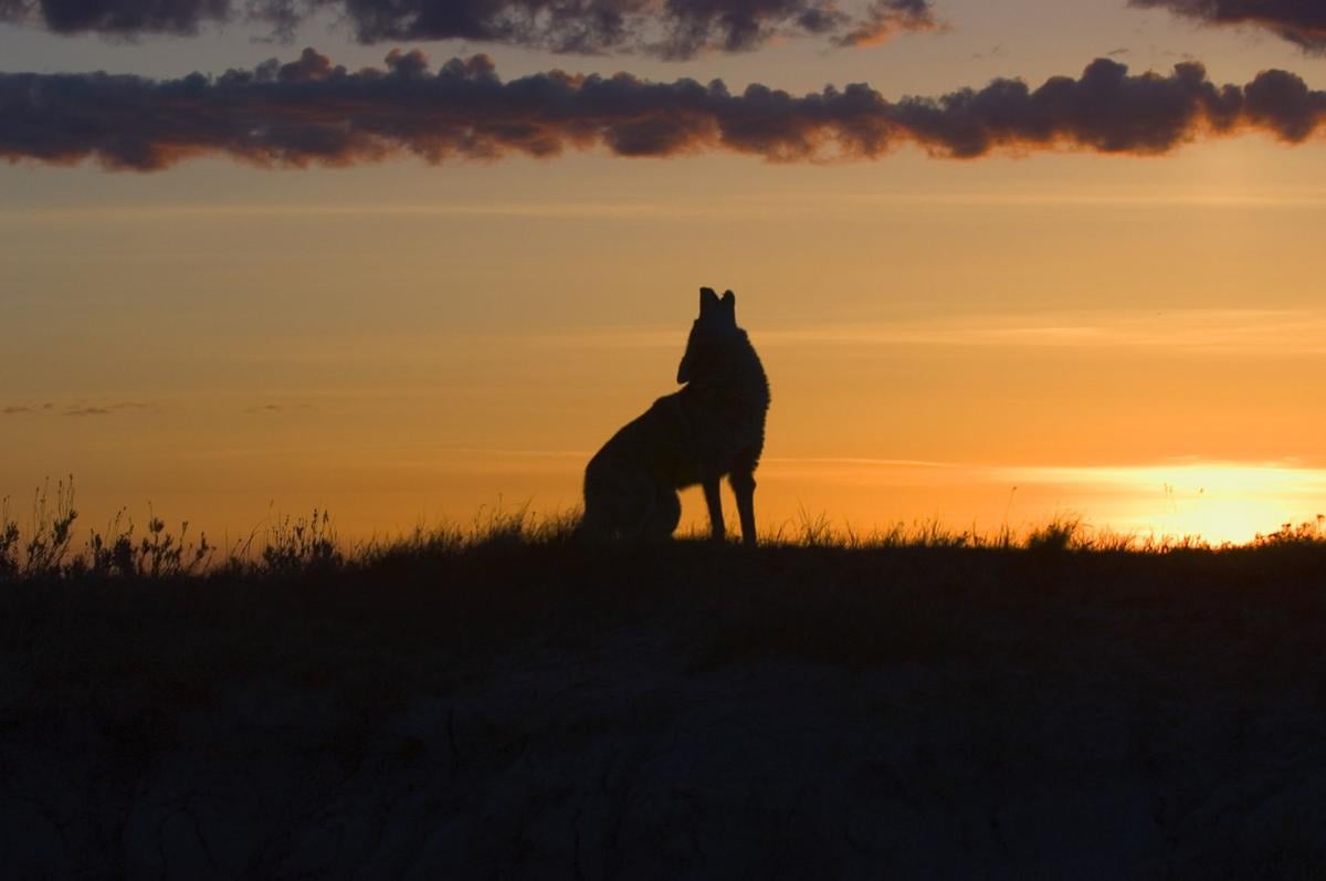 Johnston: Hear that howling? It's coyote season | Features