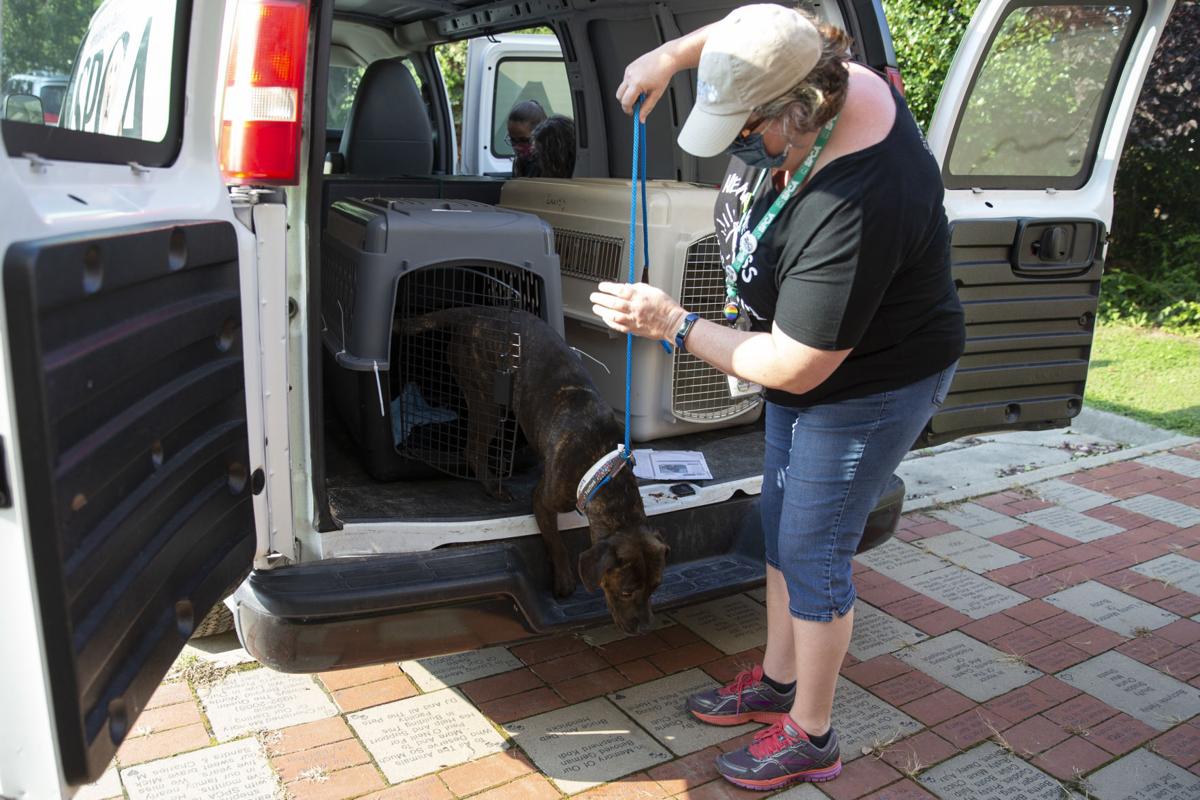WATCH NOW Fredericksburg SPCA takes in animals evacuated from