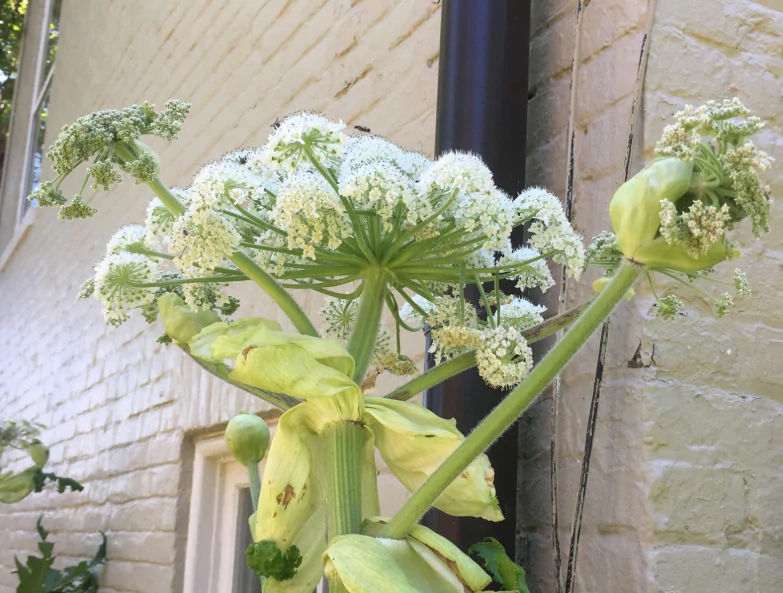 �Don�t touch it� Invasive plant with sap that can cause