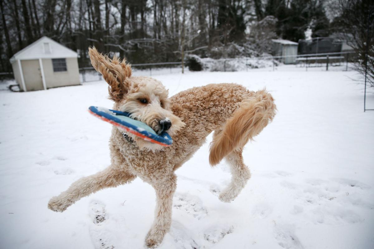 Three Legged Goldendoodle Will Compete In This Years Puppy Bowl