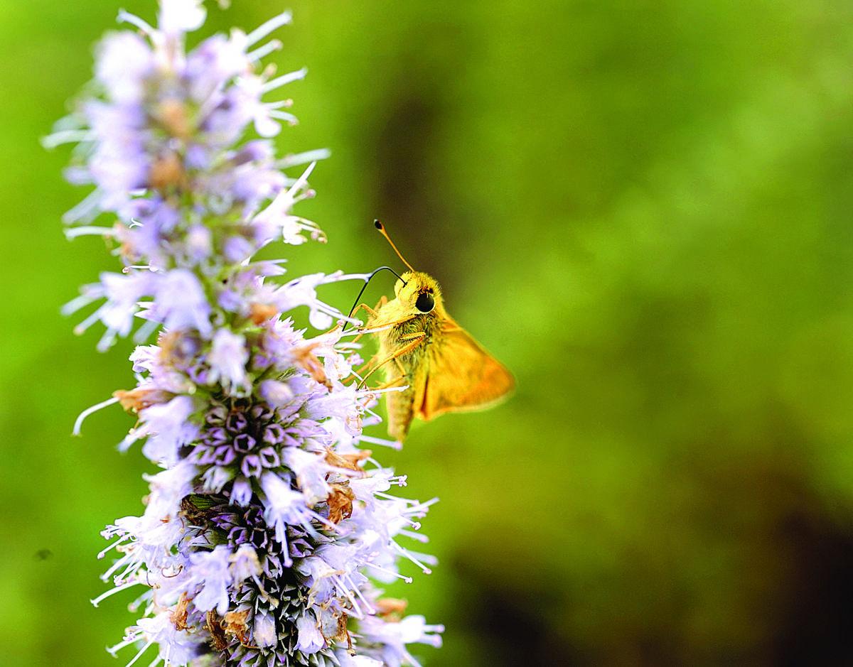 Butterfly rain garden blooms at Spotsylvania McDonald's Local