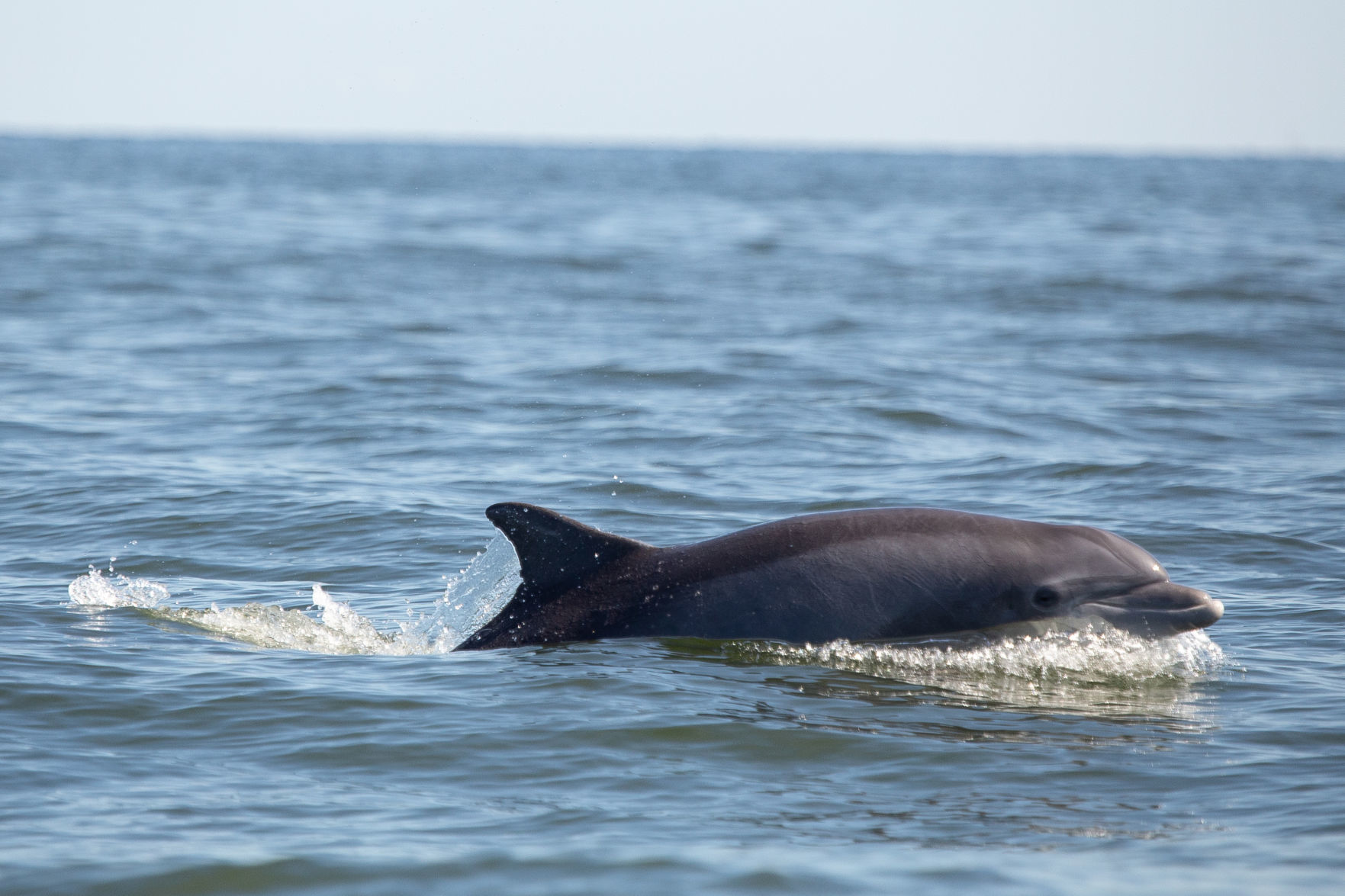 Dolphins are swimming, mating and even giving birth in the Potomac River picture