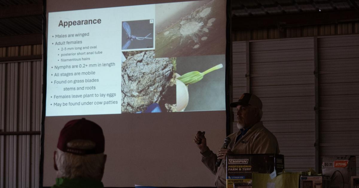 Pasture mealybug case found in Gillespie County