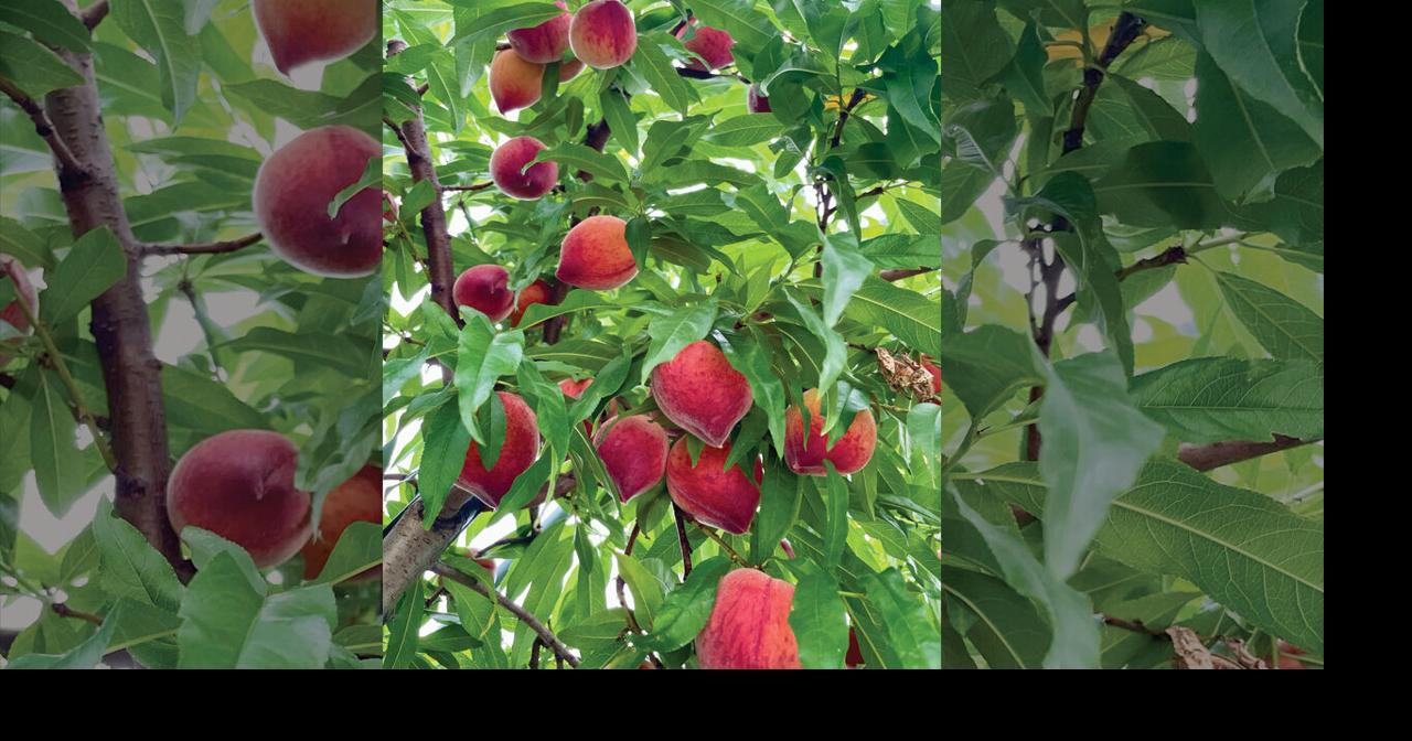Peach season looks sparse after warm winter