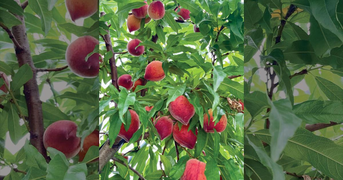 Peach season looks sparse after warm winter