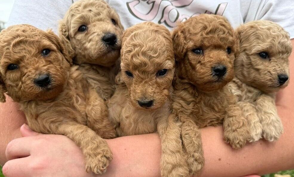 Toy Poodle Puppies Available O