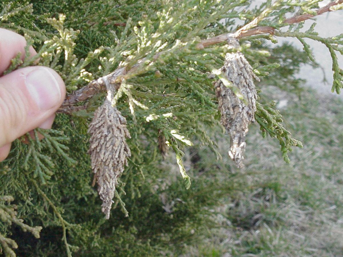 How To Get Rid Of Bagworms Home And Garden Fremonttribune Com