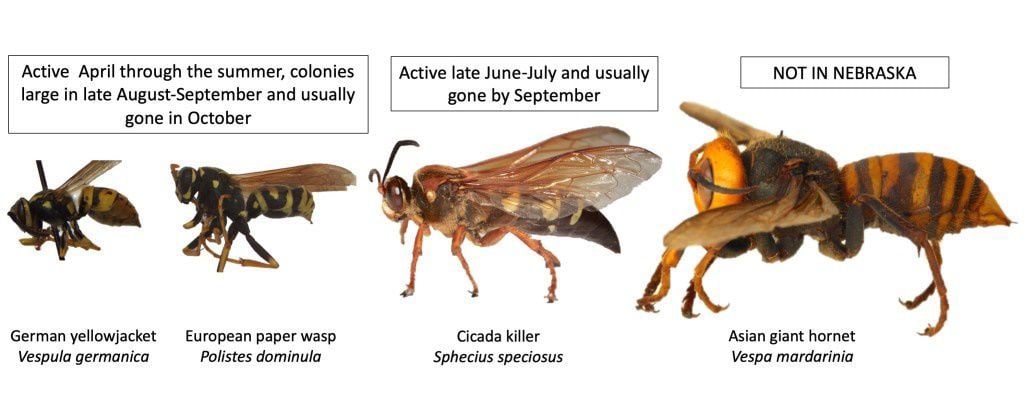 Expert: Don't worry about Asian giant hornet in Nebraska