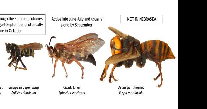 Is This an Asian Giant Hornet?