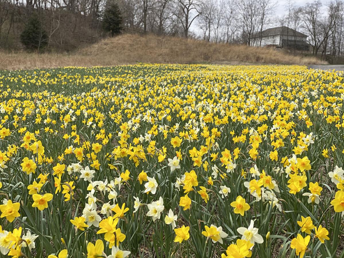Thousands of daffodils are in full bloom at Omaha's Lauritzen Gardens