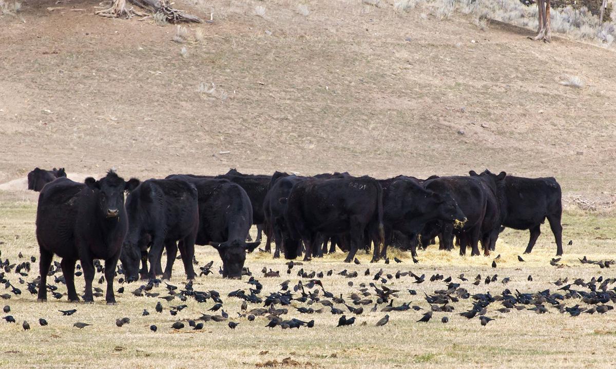 High health risk cattle