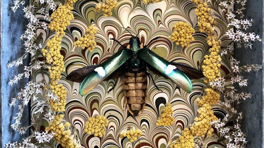 Great Plains Art Museum to open immersive exhibition focused on insect world
