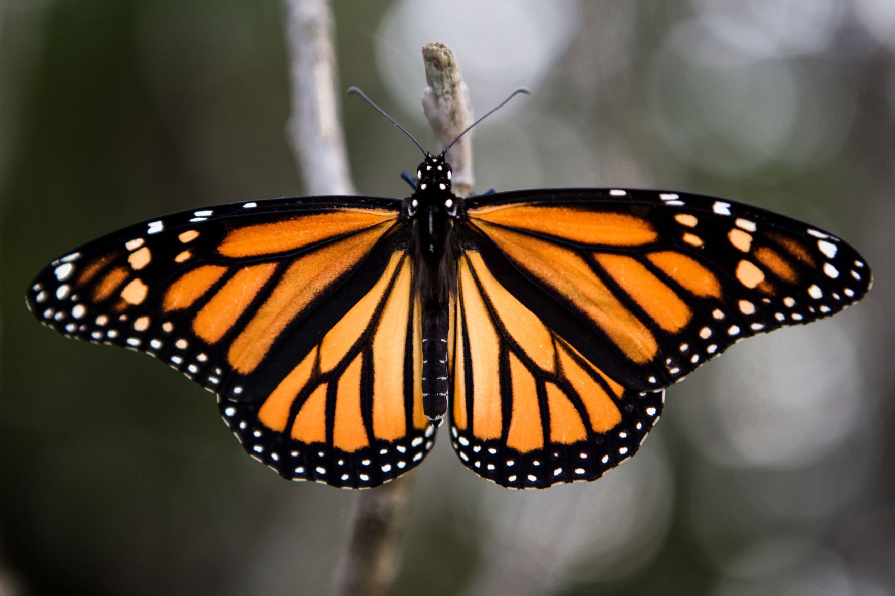 With Monarch Migration Comes Effort To Plant Milkweed | Local News ...