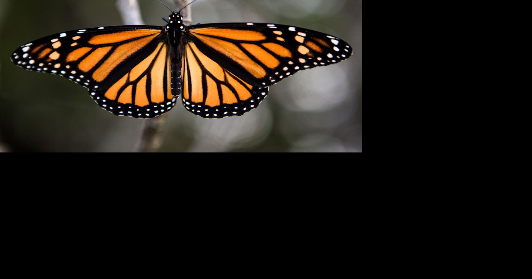 Monarch Butterfly  Nebraska Game & Parks Commission