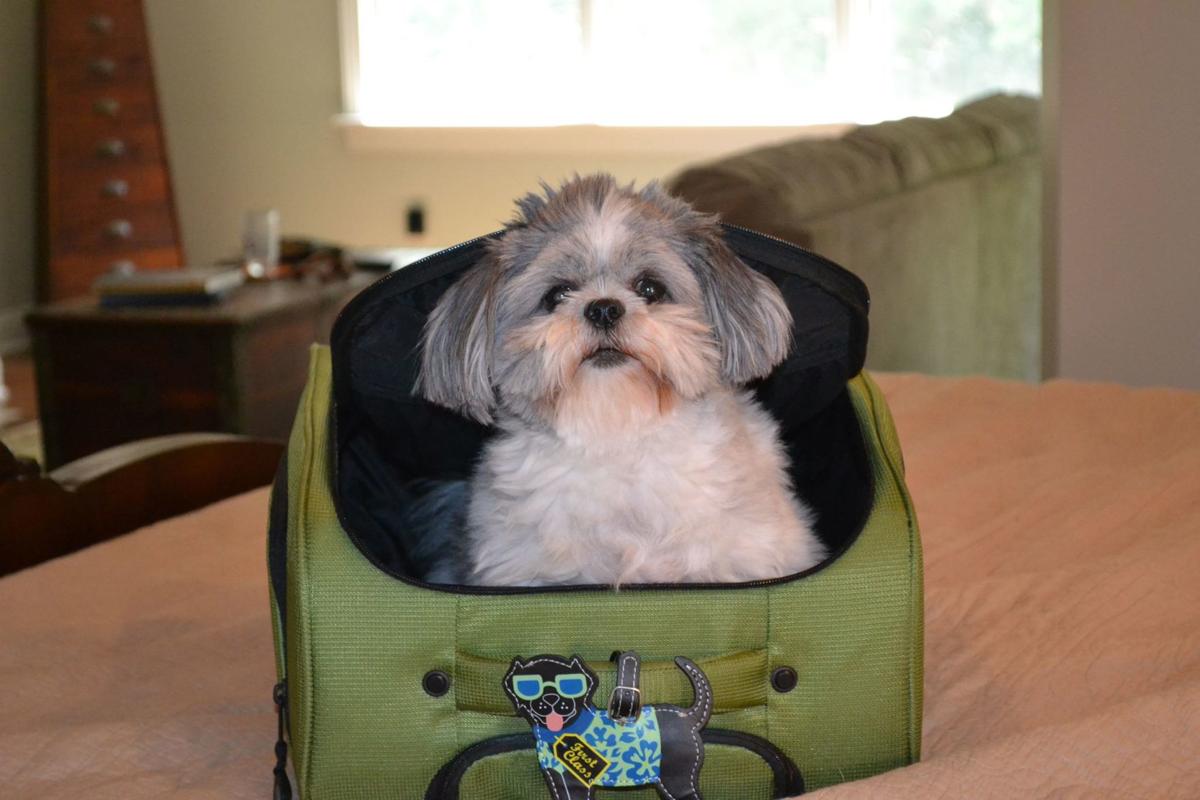 Top 10 Necessities When Moving With Pets (image)