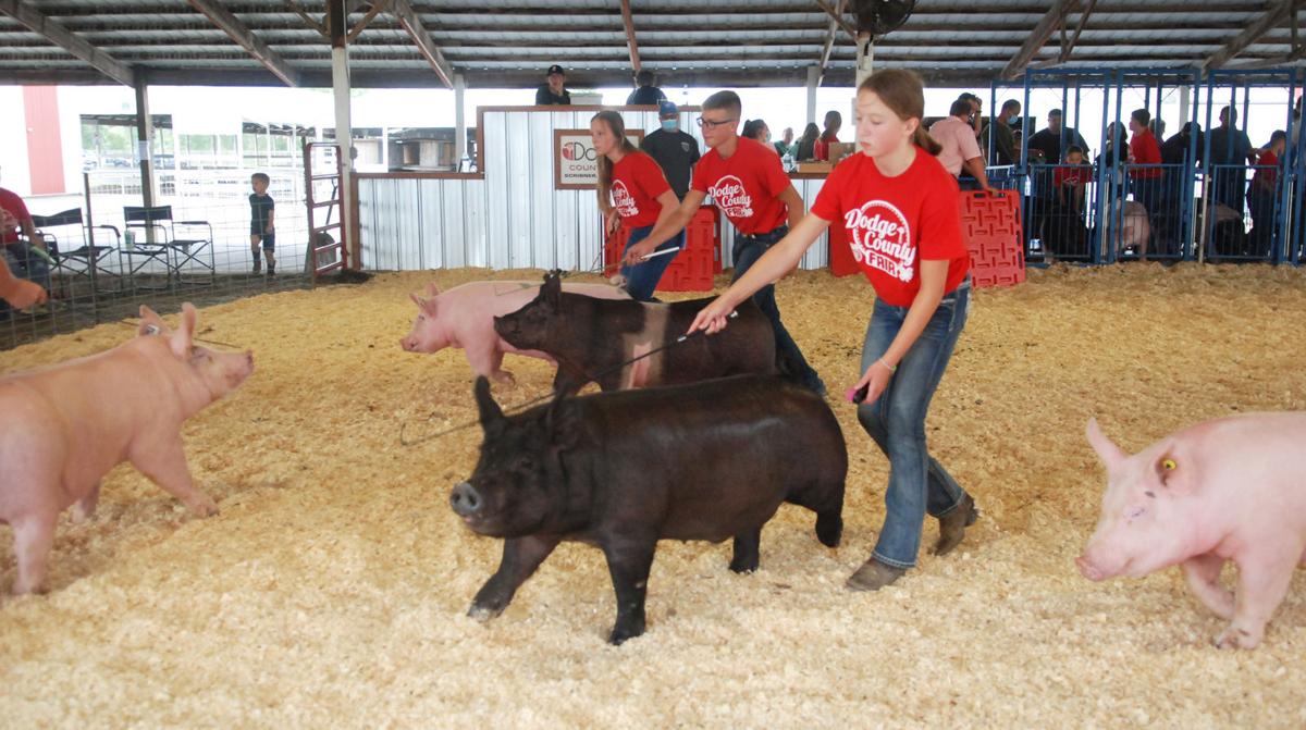 FRE hog show Do Co Fair 2020.jpg