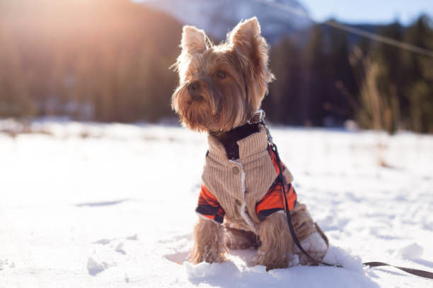 how can you tell if your dog is too cold