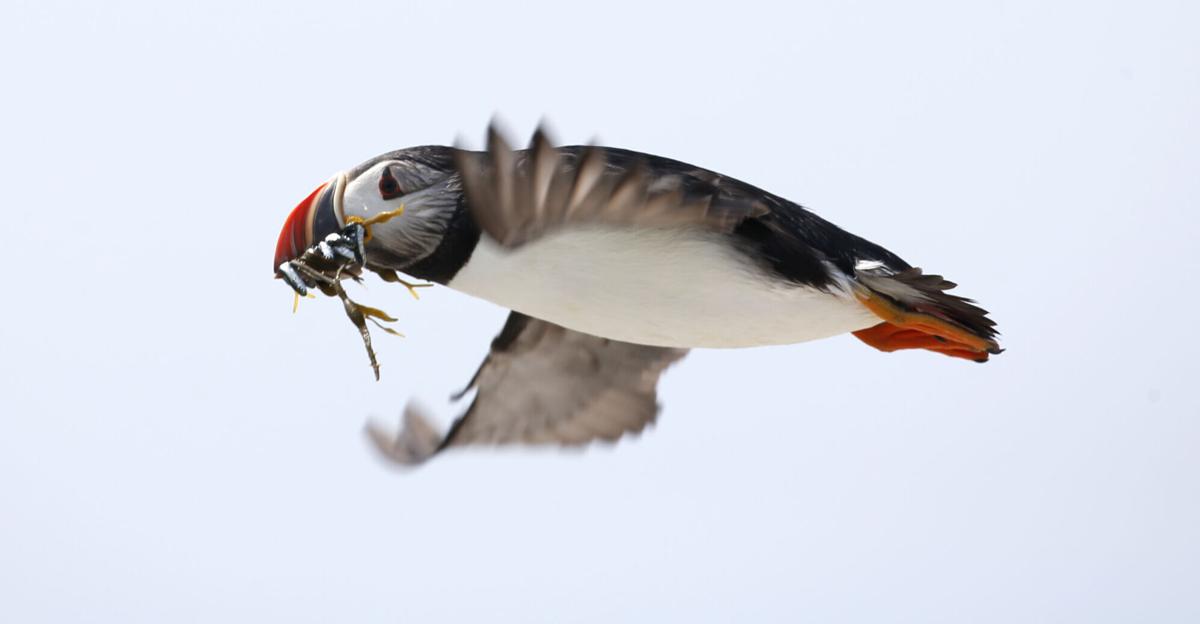 Maine's puffin colonies recovering in the face of climate change