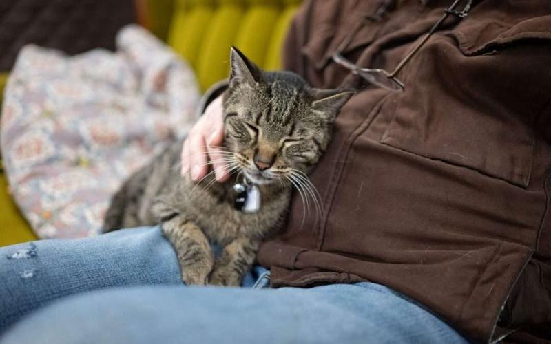 The Paw-sitives of Spending Time with Cats