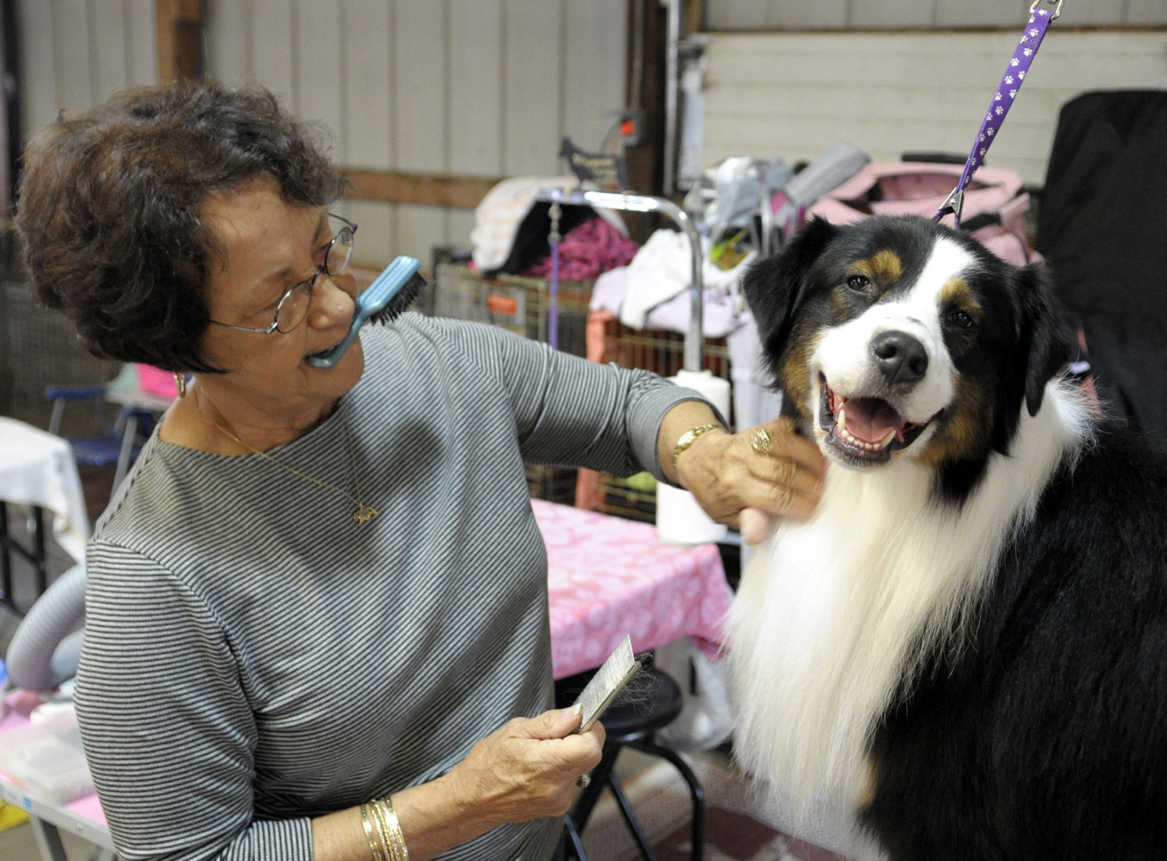 Local clearance dog shows