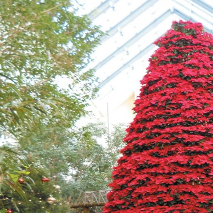 Lauritzen Gardens Gets Into The Season With The Holiday Poinsettia