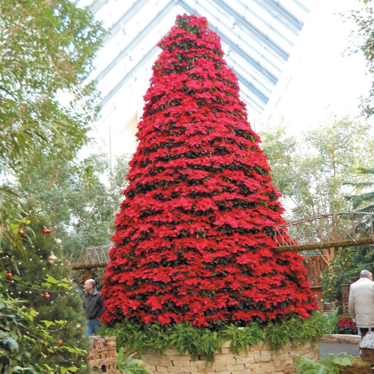 Lauritzen Gardens Gets Into The Season With The Holiday Poinsettia
