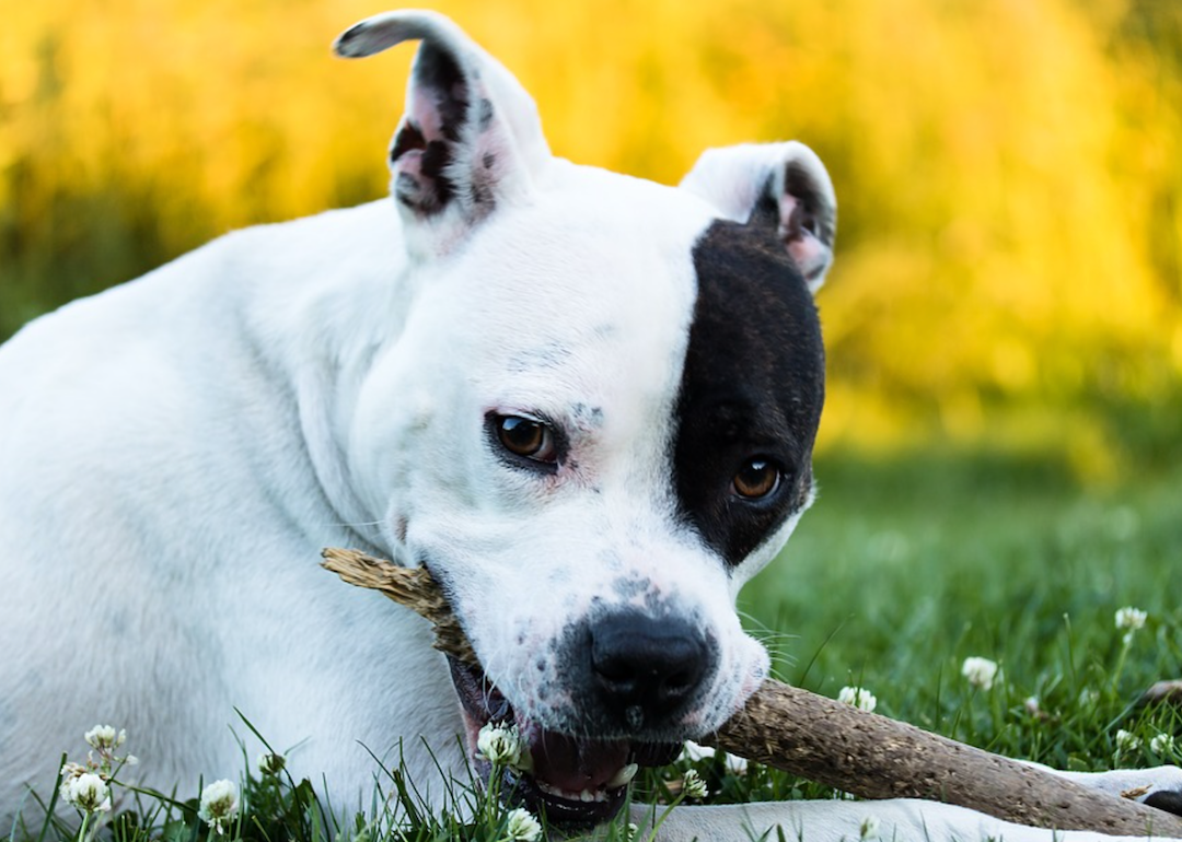 Therapy Dog Saves Woman Who Was On The Verge Of Taking Her Own Life World Fremonttribune Com