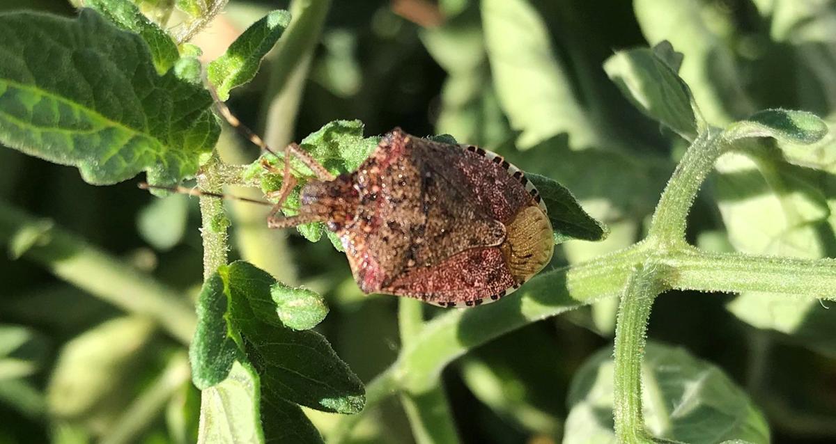 Brown Marmorated Stink Bug