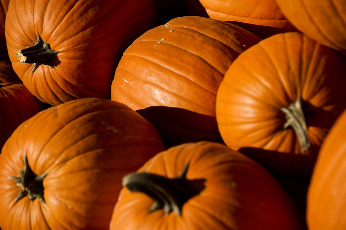 Your guide to area pumpkin patches