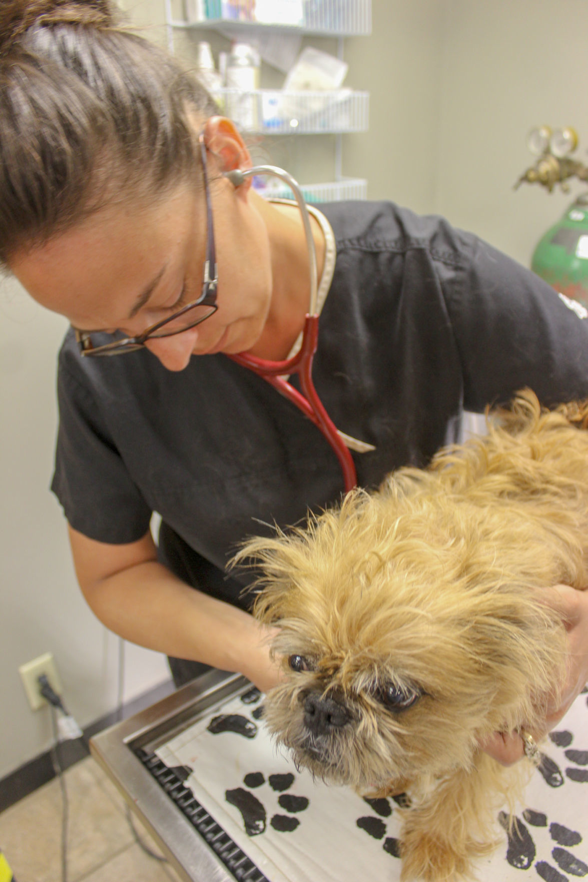 Animal Clinic Staffers Appreciate Pets Offer Variety Of Expertise Local News Fremonttribune Com