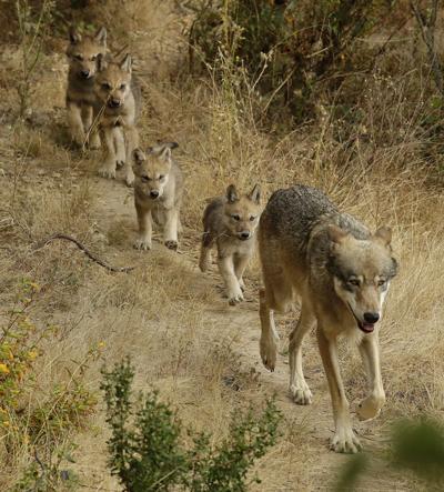 California Grey Wolves
