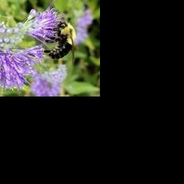 There's more to fall plants than mums in Nebraska - Vimarsana News