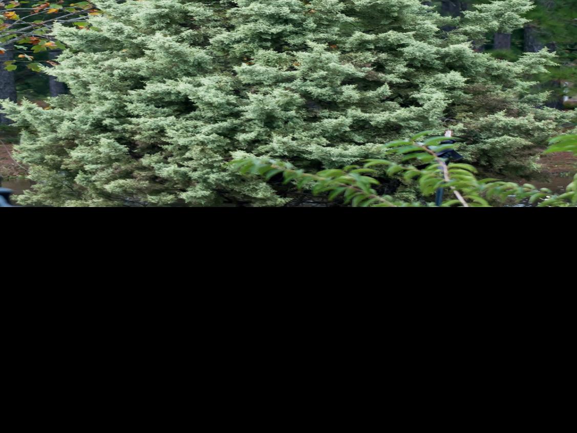 Arizona Cypress Makes A Lovely Christmas Fremonttribune Com